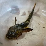 鯉西 - 可愛らしいカジカ