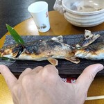 鯉西 - 15〜20センチ