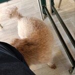なないろカフェ シェリーのポッケ - 