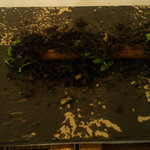 Ｗ２７ - 3皿目　ごぼうに煎った皮とニンニクがまぶされてた