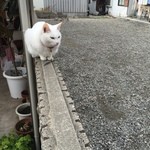 中畑商店 - おとなしい