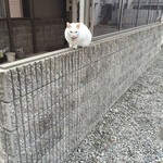 中畑商店 - おとなしい猫