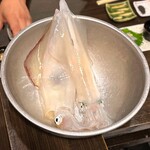 墨や - 泳ぎケンサキイカ