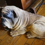 木の実 - 店内の番犬、大人しいです?