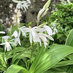 かわ嶋 - 