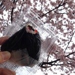 森本米穀 - 梅ワカメ140円税込と満開の大寒桜