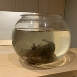 日本料理 みや  - 播磨灘の虎魚