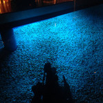 カウンターの下は水槽