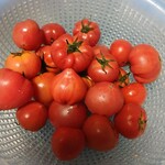 産直トマト無人販売所センター - 白い筋が光り、先が尖ってるのがおいしいトマト♥無水栽培なのか、水っぽくなく固くてフルーティです✨✨