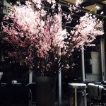 カフェ ガーブ - テラスに桜、生けてあります！