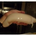 大どころ - 大君が「スゴイ勘ですよね」と言いながら出してくださった「白子さま」
      たまたま伺った日にいい品が入ったそうで・・