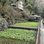丸岩安藤わさび店 - 