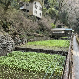 丸岩安藤わさび店_1