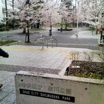 博多流斗樹 - 店舗前の通りを挟んで、桜の咲く雨の「桜川公園」。