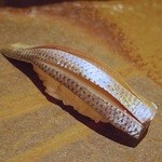 鮨 さいとう - こはだ