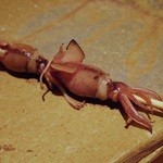 鮨 さいとう - 蛍烏賊の炙り