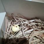 神保町 傳 - （2015/3）傳タッキーの箱の中にチビピヨが！