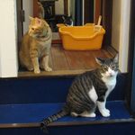 たまゆらん - けだま君＆ぎんちゃん(2012.09)