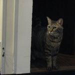 たまゆらん - シエル君(2012.10)