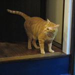 たまゆらん - けだま君(2012.10)