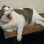 たまゆらん - 小鉄君(2012.10)