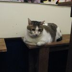 たまゆらん - 小鉄君(2012.10)