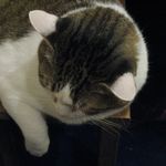 たまゆらん - 小鉄君(2012.10)