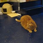 たまゆらん - サヴォン君(2012.10)