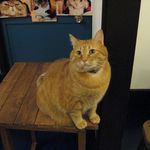 たまゆらん - サヴォン君(2012.10)