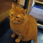 たまゆらん - サヴォン君(2012.10)