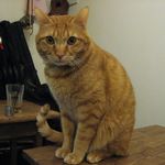 たまゆらん - けだま君(2013.02)