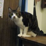 たまゆらん - うーちゃん(2013.03)