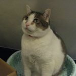 たまゆらん - 小鉄君(2013.03)