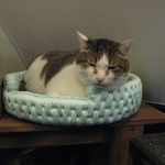 たまゆらん - 小鉄君(2013.03)