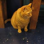 たまゆらん - サヴォン君(2013.03)