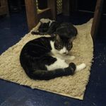 たまゆらん - 影光君とうーちゃん(2013.11)