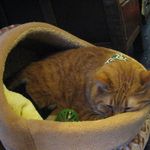 たまゆらん - 店長サヴォン(2013.11)