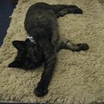 たまゆらん - フルネームは斑目影光だにゃ～(2013.11)