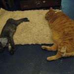 たまゆらん - サヴォン君と影光君(2013.11)