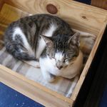 たまゆらん - ヅラヅラ君(2014.03)