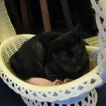 たまゆらん - 獅子君(2014.03)