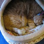 たまゆらん - 店長サヴォン(2014.03)