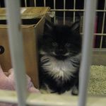 たまゆらん - 髭男爵（仮称）(2014.10)