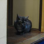 たまゆらん - 影光君(2014.10)