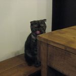 たまゆらん - 獅子君(2014.10)