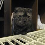 たまゆらん - 俺様は獅子、百猫の王だにゃ(2014.10)