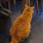 たまゆらん - 店長の後姿(2014.10)