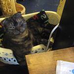 たまゆらん - 獅子君(2014.12)