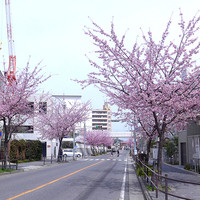 一穀一枝 - 