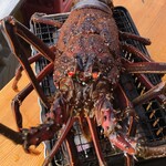 カキアキ水産 - カキアキ水産はなれ名物！伊勢志摩産天然伊勢海老